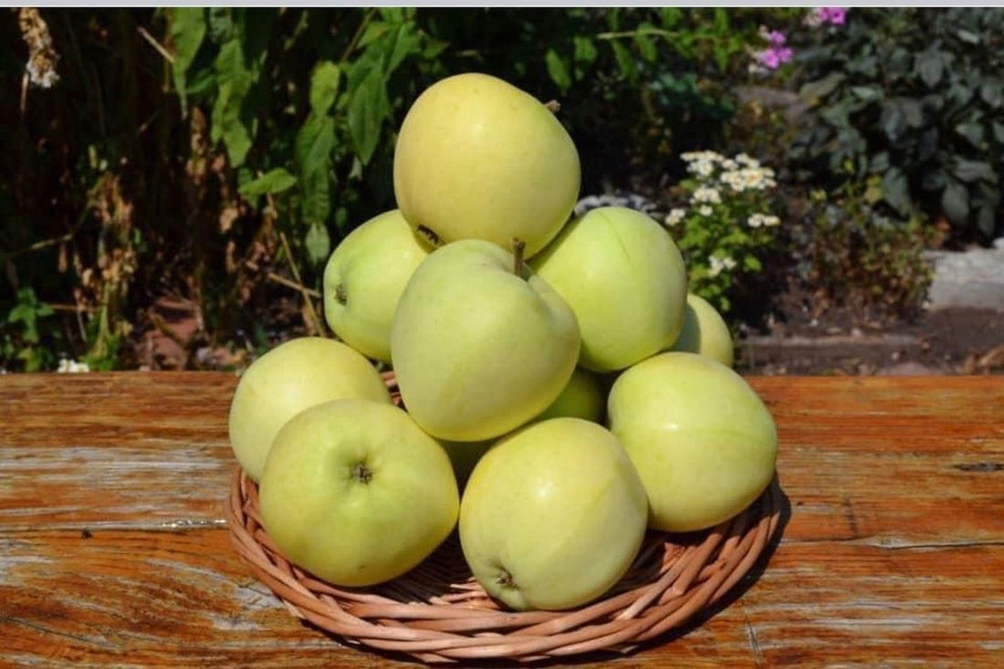Organic Ginger Gold Apples (Belyi Naliv), 19–20 lb Box image