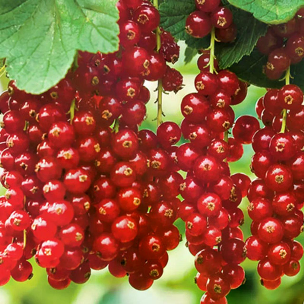 Fresh Red Currants, ~2.5 lb Box image