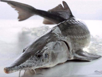 Fresh Whole Sevruga Head-On, per lb image