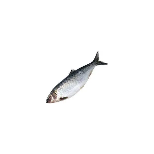 Jumbo Whole Herring Head-On, Each image