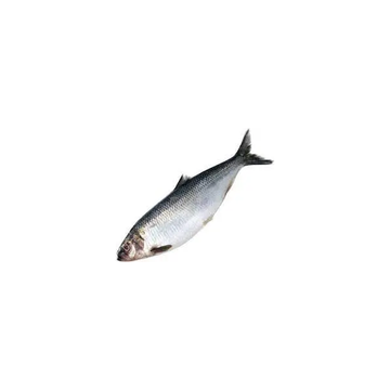 Jumbo Whole Herring Head-On, Each image